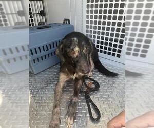 Australian Shepherd-Unknown Mix Dogs for adoption in Palmetto, FL, USA