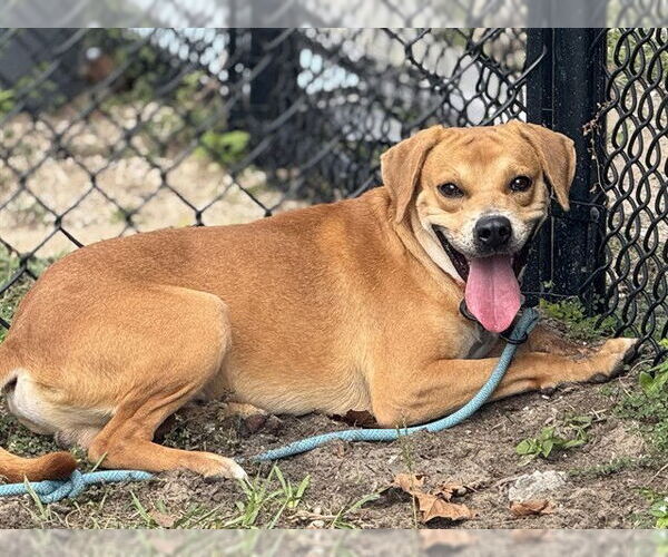 Medium Photo #1 Redbone Coonhound-Unknown Mix Puppy For Sale in Tavares, FL, USA