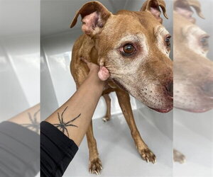 Mutt Dogs for adoption in Houston, TX, USA