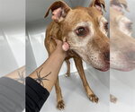 A663200 - Male Mutt Dog for Adoption - Small photo
