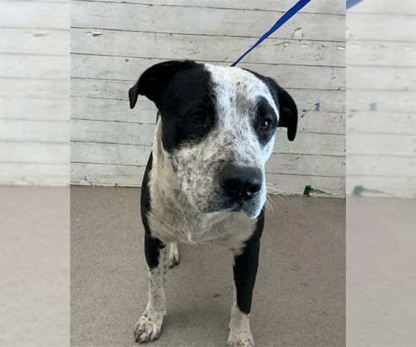 Medium Photo #2 Labrador Retriever-Unknown Mix Puppy For Sale in San Bernardino, CA, USA