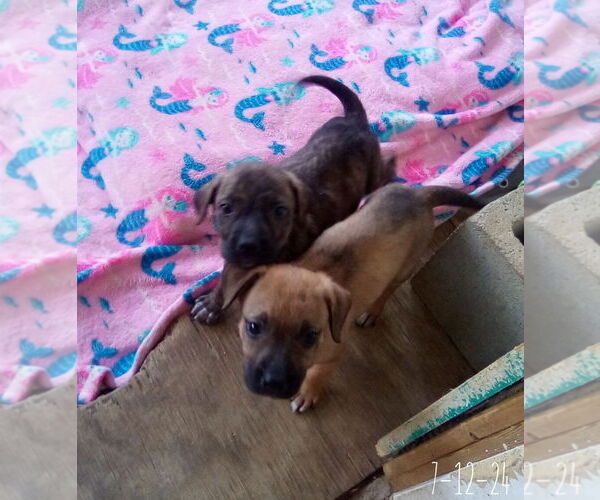 Medium Photo #13 Mutt Puppy For Sale in Apple Valley, CA, USA