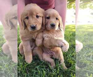 Golden Retriever Puppy for sale in MIAMI, FL, USA