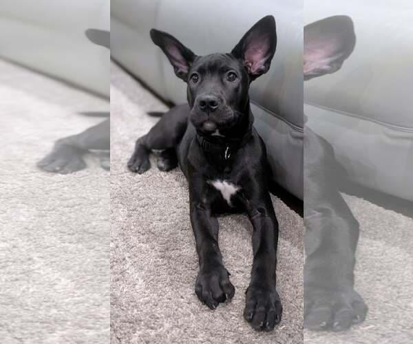 Medium Photo #2 Great Dane-Unknown Mix Puppy For Sale in Huntersville, NC, USA