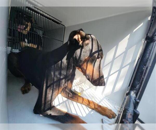Medium Photo #1 Doberman Pinscher-Unknown Mix Puppy For Sale in Houston, TX, USA