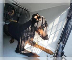 Doberman Pinscher-Unknown Mix Dogs for adoption in Houston, TX, USA