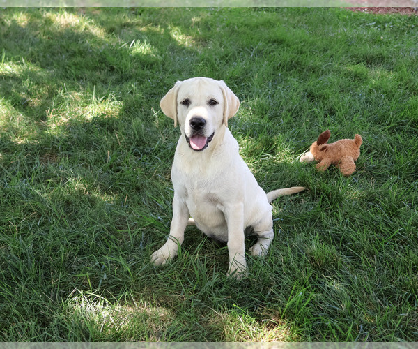 Medium Photo #4 Labrador Retriever Puppy For Sale in SYRACUSE, IN, USA