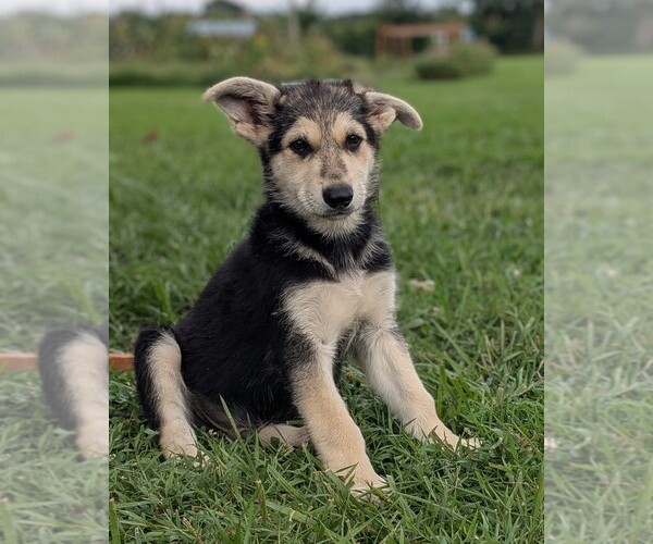 Medium Photo #1 German Shepherd Dog Puppy For Sale in WOODBURN, KY, USA