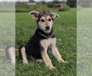 German Shepherd Dog Puppy for sale in WOODBURN, KY, USA