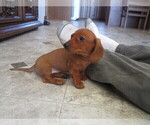 Small Photo #10 Dachshund Puppy For Sale in OWEN, WI, USA