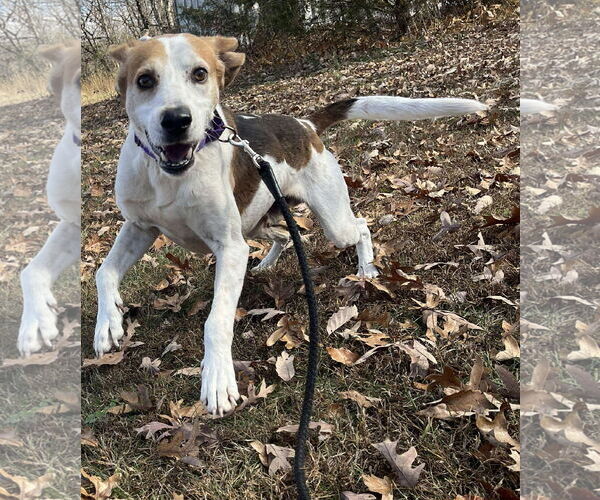 Medium Photo #5 Mutt Puppy For Sale in Rustburg, VA, USA