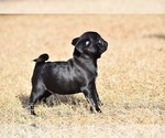 Small #5 Pug