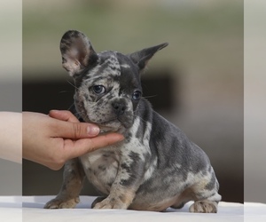French Bulldog Puppy for sale in PHILLIPS RANCH, CA, USA
