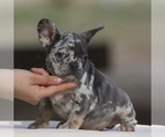 Small Photo #1 French Bulldog Puppy For Sale in PHILLIPS RANCH, CA, USA