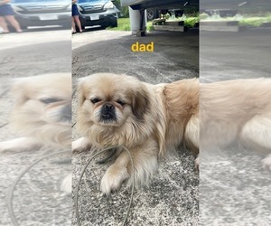 Father of the Pekingese puppies born on 03/09/2023