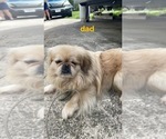 Small Photo #1 Pekingese Puppy For Sale in CASTLE HAYNE, NC, USA