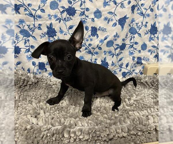 Medium Photo #1 Chihuahua-Unknown Mix Puppy For Sale in Modesto, CA, USA