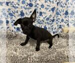 Small Chihuahua Mix