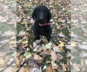 Labradoodle Puppy for sale in BENTON, IL, USA