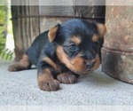 Small Photo #28 Yorkshire Terrier Puppy For Sale in MANES, MO, USA