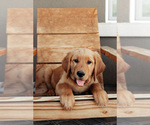 Puppy Blue Golden Retriever