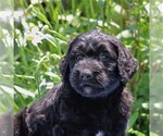 Small Photo #5 Goldendoodle-Poodle (Standard) Mix Puppy For Sale in NARVON, PA, USA