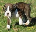 Puppy 2 Boxer