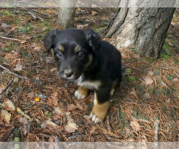 Medium Photo #18 Australian Shepherd Puppy For Sale in WILLIAMS, AZ, USA