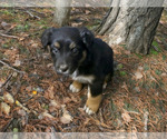 Small Photo #18 Australian Shepherd Puppy For Sale in WILLIAMS, AZ, USA
