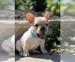 Small Photo #7 French Bulldog Puppy For Sale in HUDSONVILLE, MI, USA