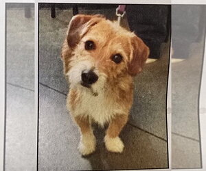 Mutt Dogs for adoption in Social Circle, GA, USA