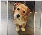 Small Mutt