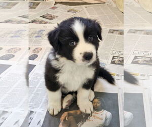 Border Collie-Unknown Mix Dogs for adoption in Agoura Hills, CA, USA