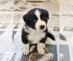 Small Border Collie Mix