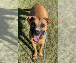 Vizsla Dogs for adoption in Fort Lauderdale, FL, USA