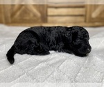 Small Photo #10 Aussiedoodle Puppy For Sale in CONWAY, MO, USA