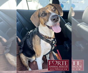Treeing Walker Coonhound Dogs for adoption in Marina del Rey, CA, USA