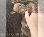 Small Mutt