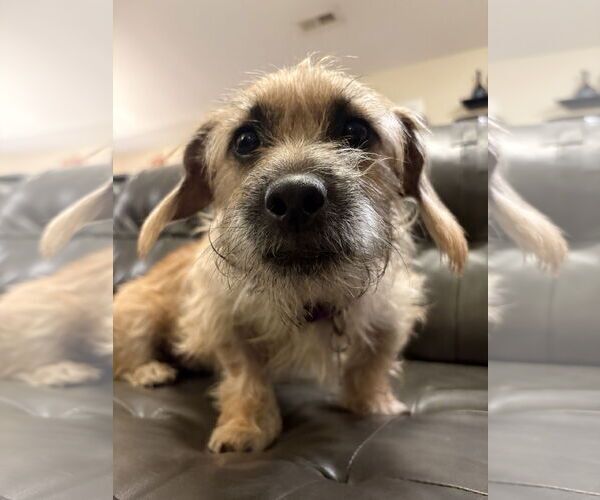 Medium Photo #6 Doxiepoo (Miniature) Puppy For Sale in Holly Springs, NC, USA