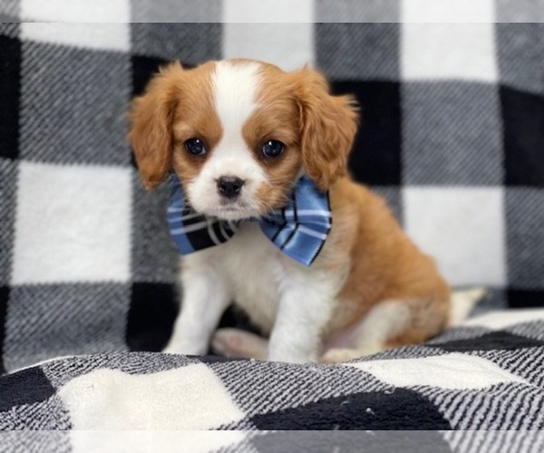 Medium Photo #1 Cavalier King Charles Spaniel Puppy For Sale in LAKELAND, FL, USA