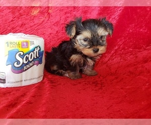 Yorkshire Terrier Puppy for sale in WHITTIER, CA, USA