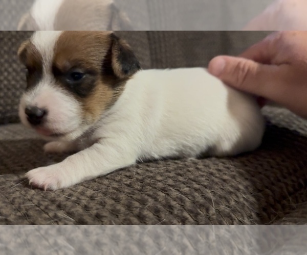 Medium Photo #1 Jack Russell Terrier Puppy For Sale in ALTOONA, FL, USA