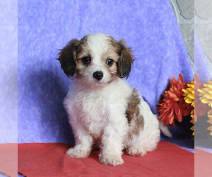 Cavachon Puppy for sale in GORDONVILLE, PA, USA