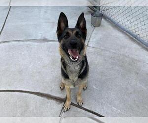 Medium German Shepherd Dog