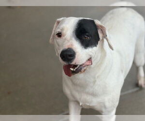 American Pit Bull Terrier-Unknown Mix Dogs for adoption in Tulsa, OK, USA