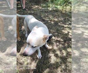 American Staffordshire Terrier-Unknown Mix Dogs for adoption in San Antonio, TX, USA
