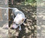 Small American Staffordshire Terrier Mix
