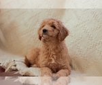 Puppy Saige Goldendoodle (Miniature)