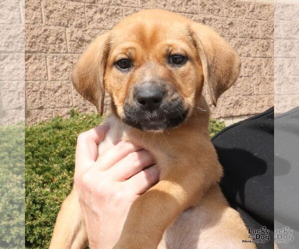 Medium Photo #4 Mutt Puppy For Sale in Washington, DC, USA