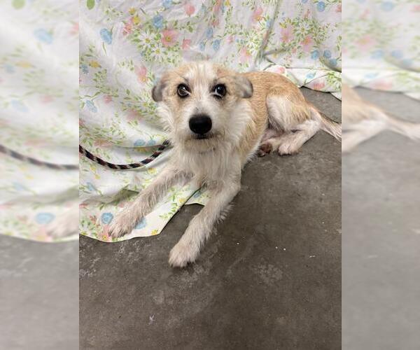 Medium Photo #1 Parson Russell Terrier-Unknown Mix Puppy For Sale in Rosenberg, TX, USA